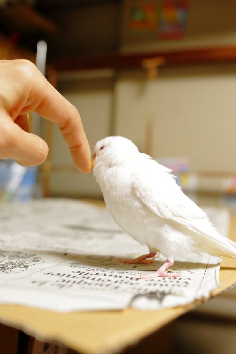 【9000フォロワー記念：愛鳥さんモデル募集】

9000フォロワー、本当にありがとうございます🕊️✨
クラファンで落ち着かず、お礼が遅くなりすみません。
改めて感謝を込めて、愛鳥さんのお写真モデル募集を行います。

いただいたお写真は、
「ことり解体新書」「セキセイ解体新書」など