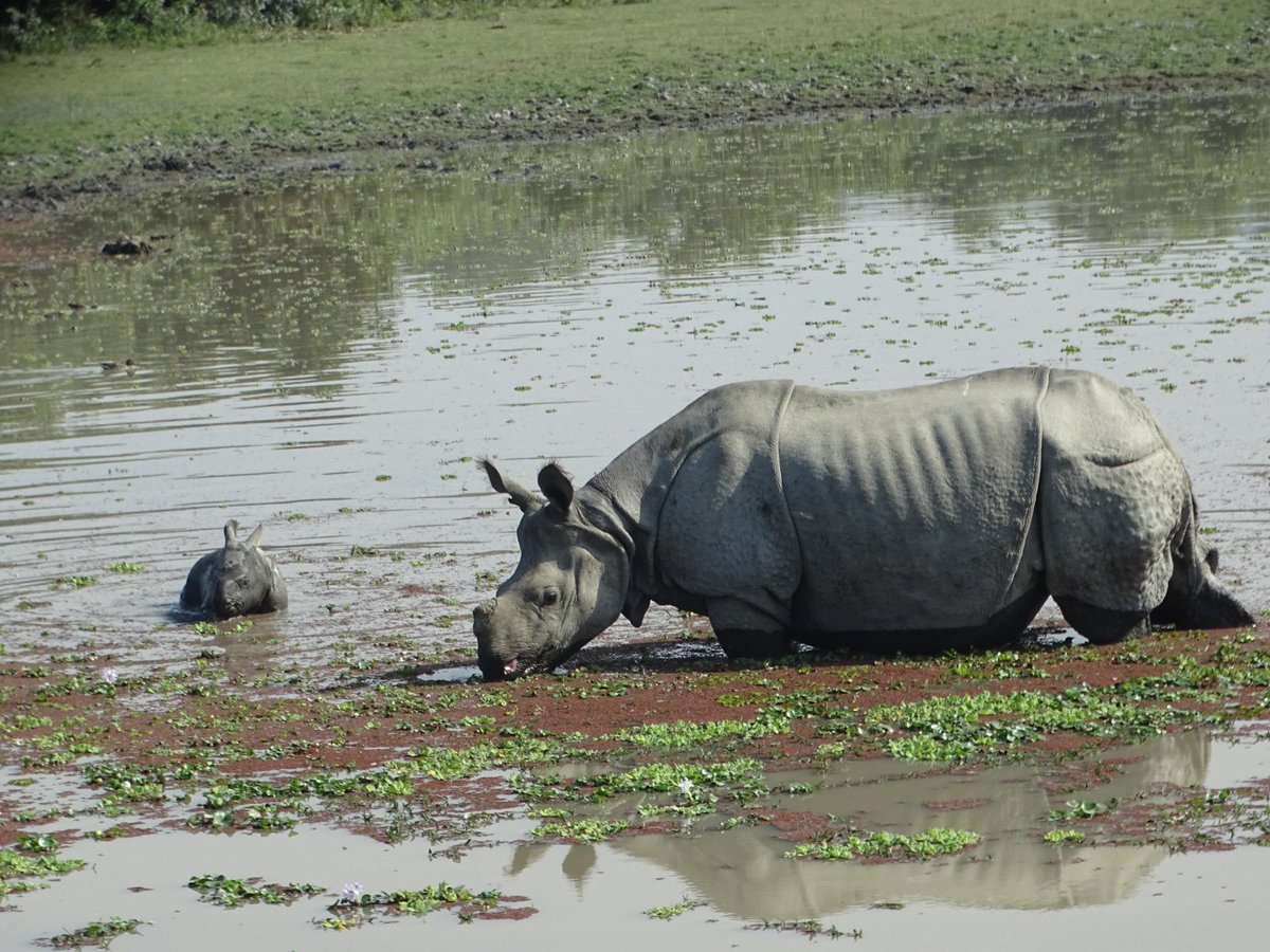 KVSinghMPGonda's tweet image. असम की समृद्ध प्राकृतिक धरोहर, घने वन, जैव-विविधता और स्वच्छ वातावरण हमारे देश की अमूल्य पूंजी हैं। इस असम दिवस पर हम सब मिलकर संकल्प लें कि पर्यावरण संरक्षण और वन संपदा की रक्षा से जुड़े प्रयासों को और मजबूत बनाएंगे।…