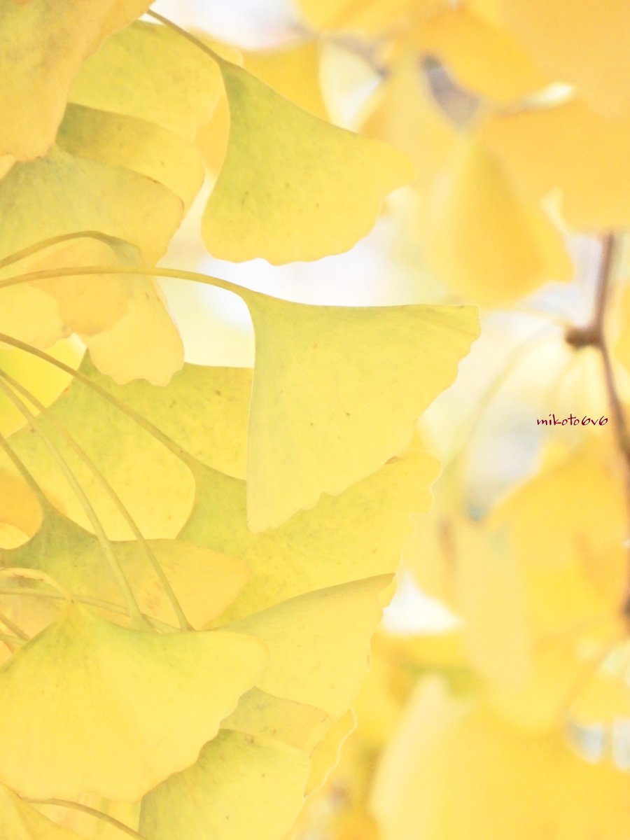 mikoto (@mamakun_6v6) / Posts / X