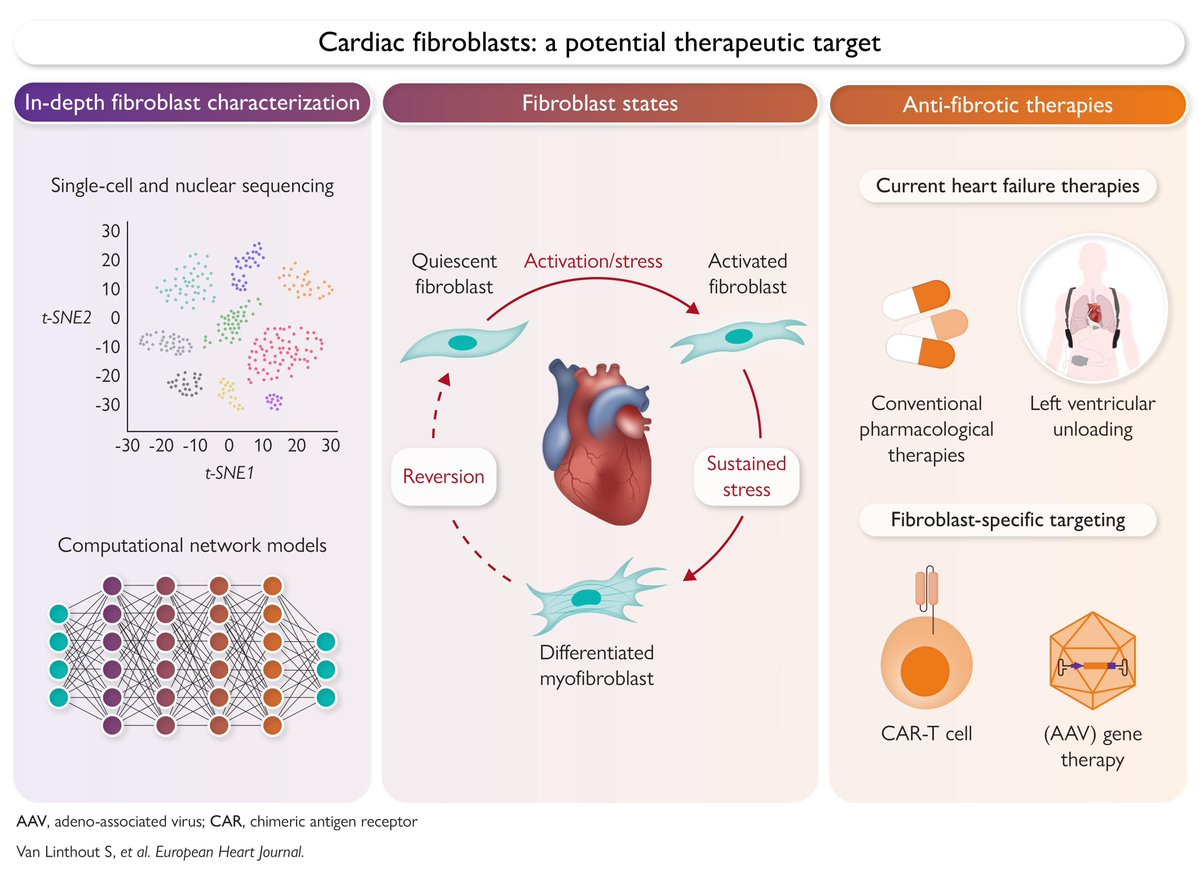Cardiac fibroblasts in myocardial injury and heart failure. Read this new State-of-the-Art review in #EHJ 👉 ow.ly/ojZn50Xz5sL

<a href="/RoccoMontone/">Rocco Montone</a> <a href="/ehj_ed/">EHJ Editor-in-Chief</a>
