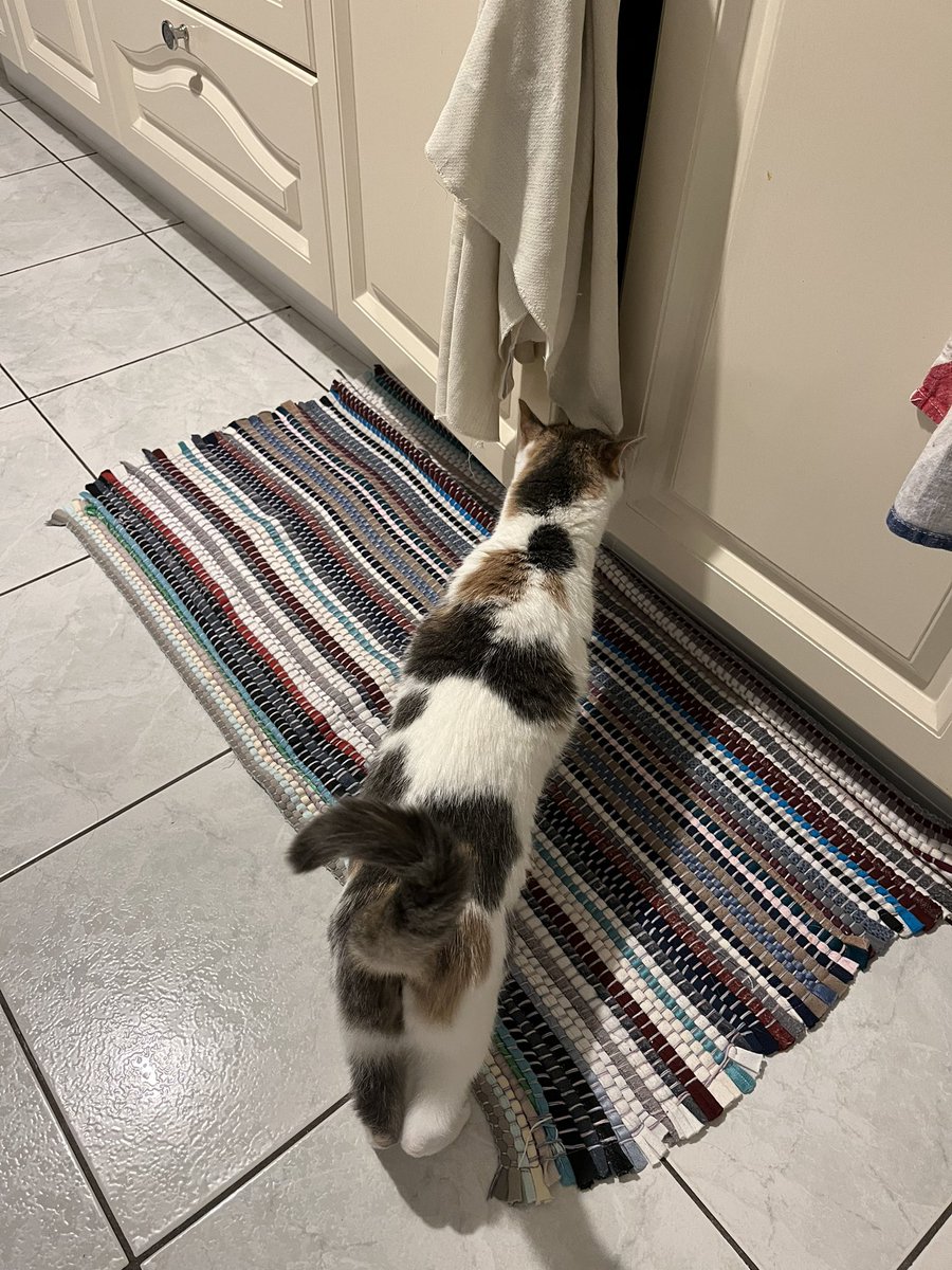 toupie à la recherche du monde de narnia