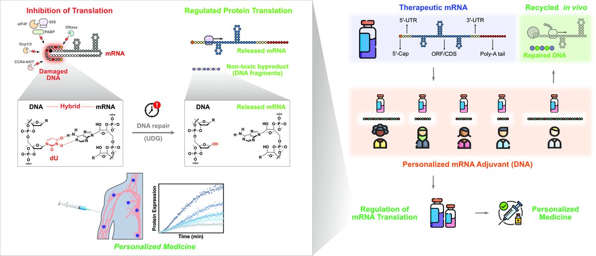kaistpr's tweet image. KAIST has developed a new DNA–mRNA hybrid strategy that controls when and how fast proteins are produced ⚙️🧬This reduces sudden protein spikes and side effects, enabling safer, personalized mRNA therapeutics Published in Angewandte Chemie.#mRNA #Biotech #KAIST #PrecisionMedicine