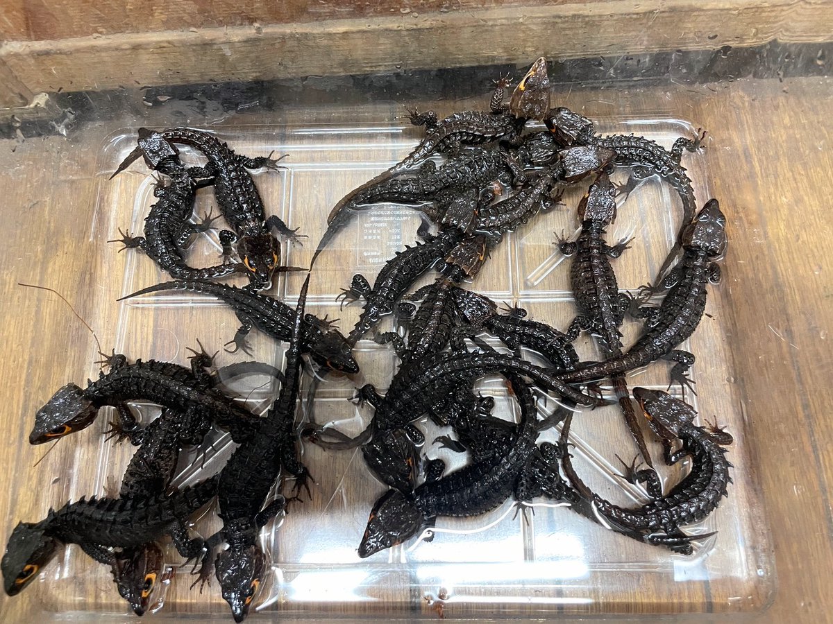 ✨入荷✨

・アカメカブトトカゲ
こう見えてオマキトカゲと同じスキンク科です！

ただいま絶賛セール中です🈹
たくさんのご来店をお待ちしております！

電話、メールでのお問い合わせお待ちしてます❗️
よろしくお願いします☀️