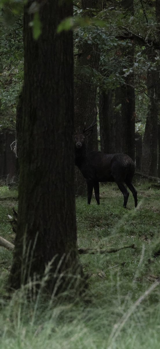 PietervVol's tweet image. Dit was de eerste keer,dat ik een zwart Hert zag! Allereerst denk je altijd aan een modderbad!  Dat doen zij namelijk met veel plezier!
Maar daar komen zij altijd gedeeltelijk zwart uit tevoorschijn!