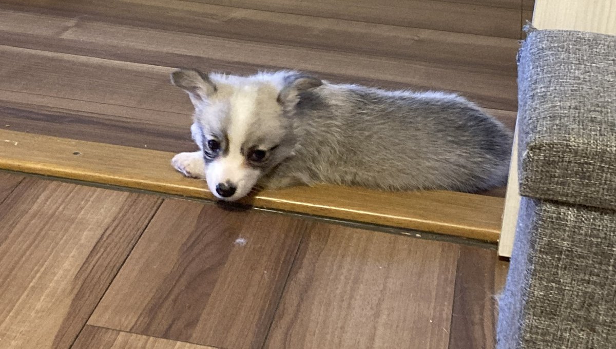 いちみ tweet media