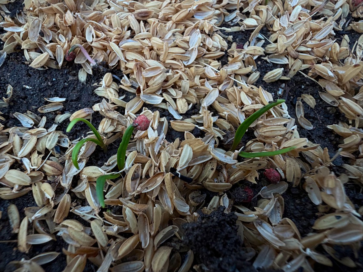 天気予報を見て慌てて種まきしたほうれん草と小カブ、寒波前に発芽が間に合った。
#家庭菜園