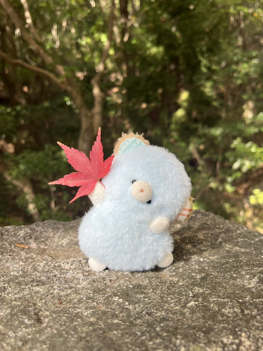 しらたま (@shiratama_kuma) / Posts / X