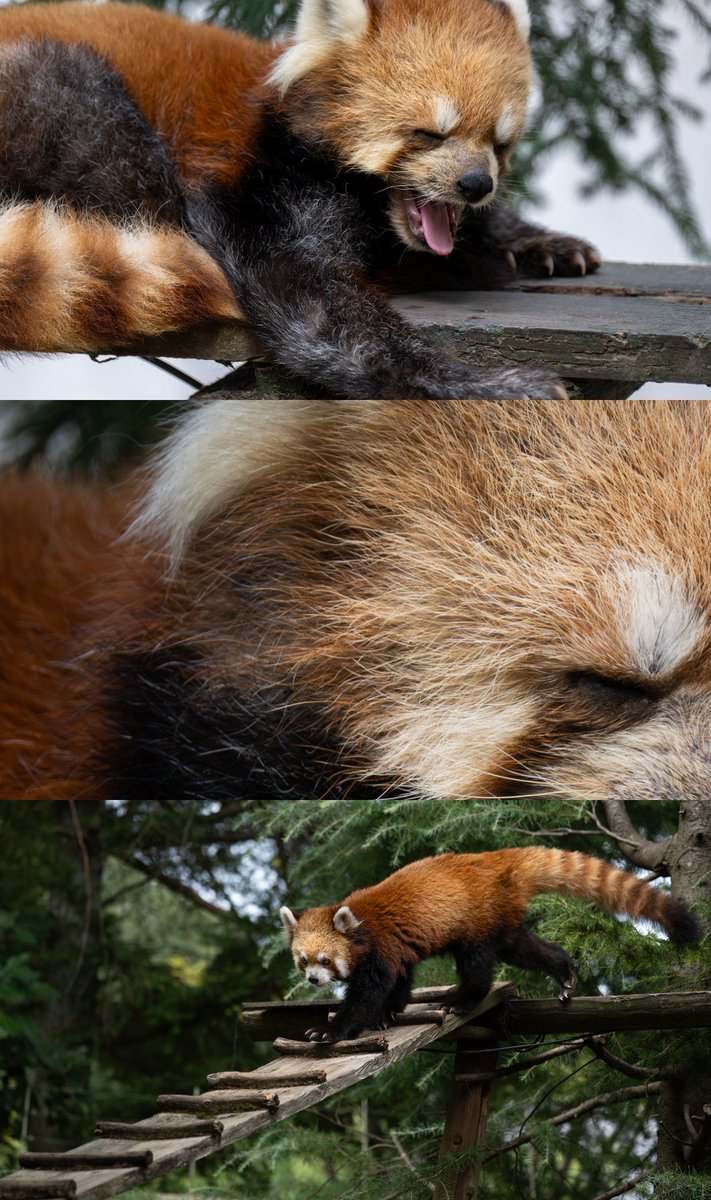 可愛さの暴力 可愛さ詰め合わせ ※タップしてみてね🙌 #レッサーパンダ 可愛さの暴力 可愛さ詰め合わせ ※タップしてみてね🙌 #レッサーパンダ