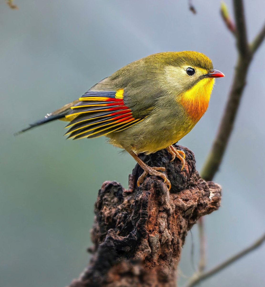 Red Billed Leothrix.