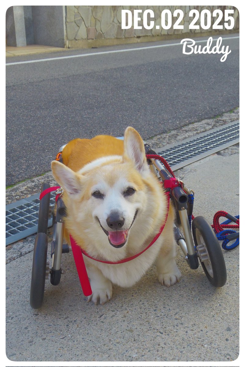 Buddy1957090828's tweet image. 『夕方のお散歩終了です』
夕方のお散歩 終了です。 黄砂の影響でしょうか、 少し青空が 影って見えます。 気温はそれほど低下せず、 気持ちよくお散歩できました。 明日はそうは行かないようです。
#コーギー #corgi #Buddy君