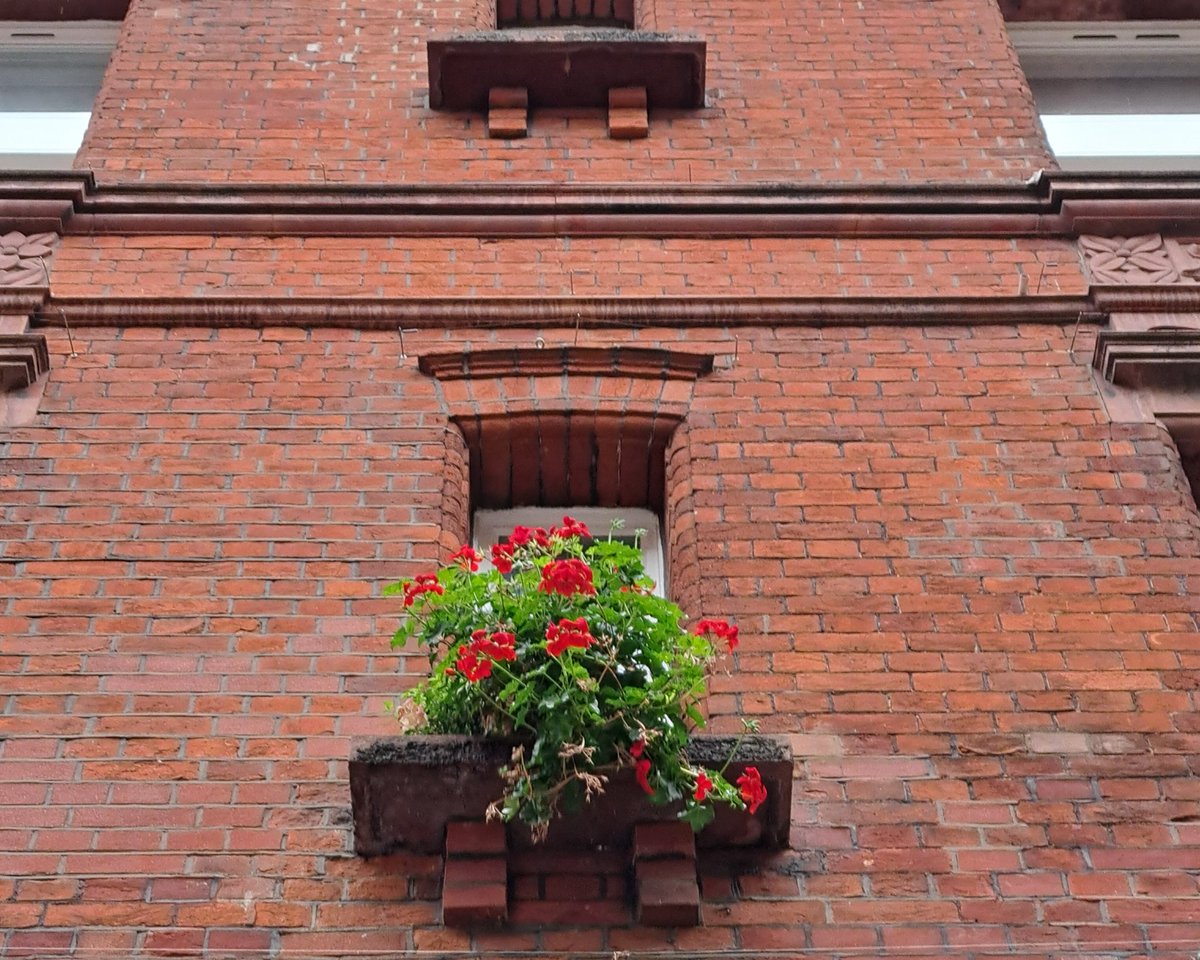 Dianagreenqueen's tweet image. Good morning 😃. There is a small window behind those gorgeous red geraniums #WeekWforWindows #AlphabetChallenge