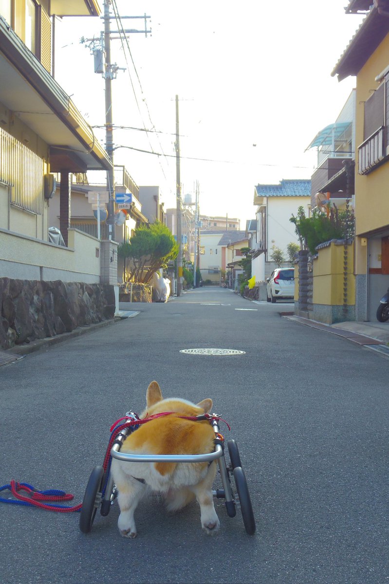 Buddy1957090828's tweet image. 『お散歩に向かいましょう』
では お散歩に向かいましょう。
#コーギー #corgi #Buddy君