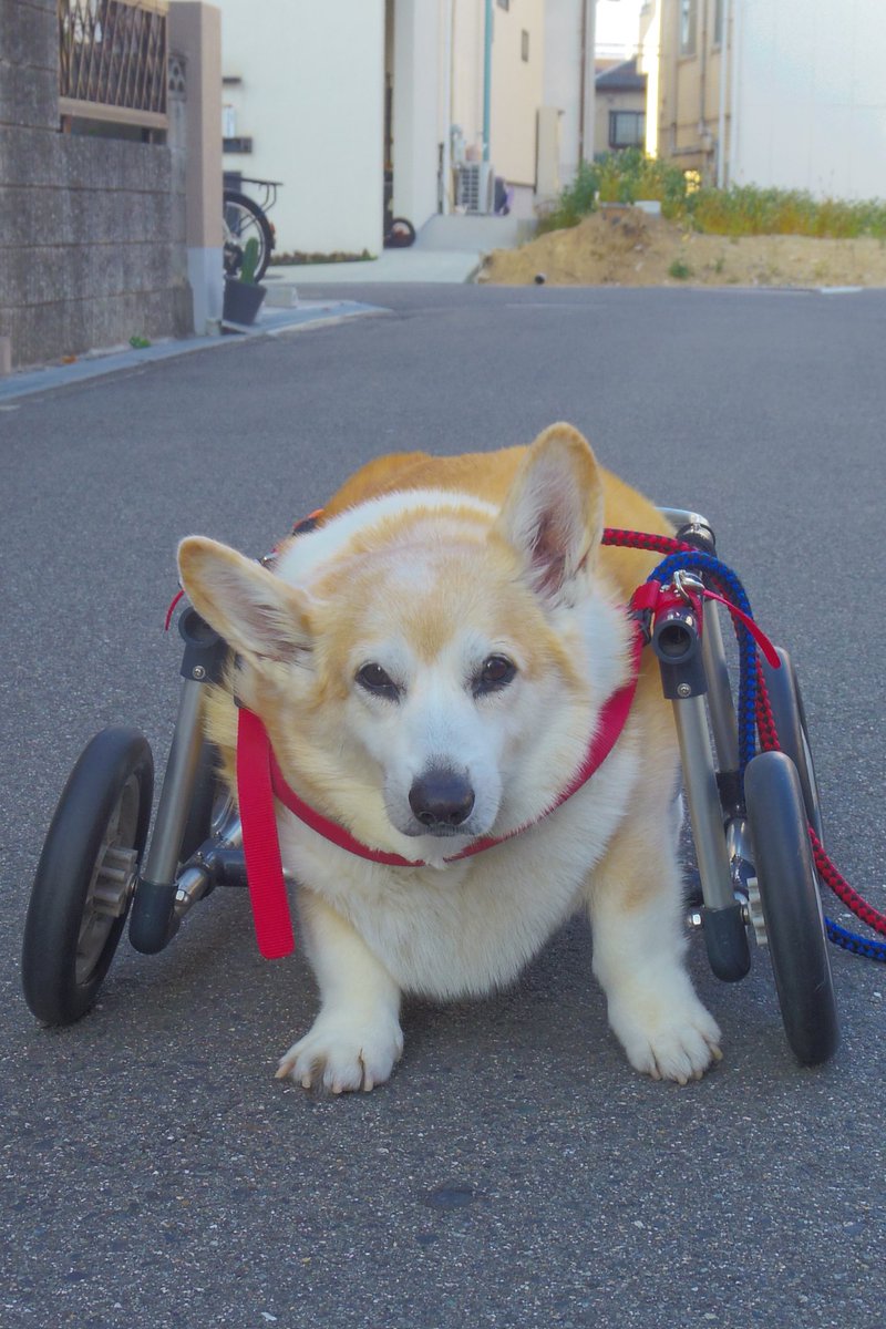 Buddy1957090828's tweet image. 『お散歩に向かいましょう』
では お散歩に向かいましょう。
#コーギー #corgi #Buddy君