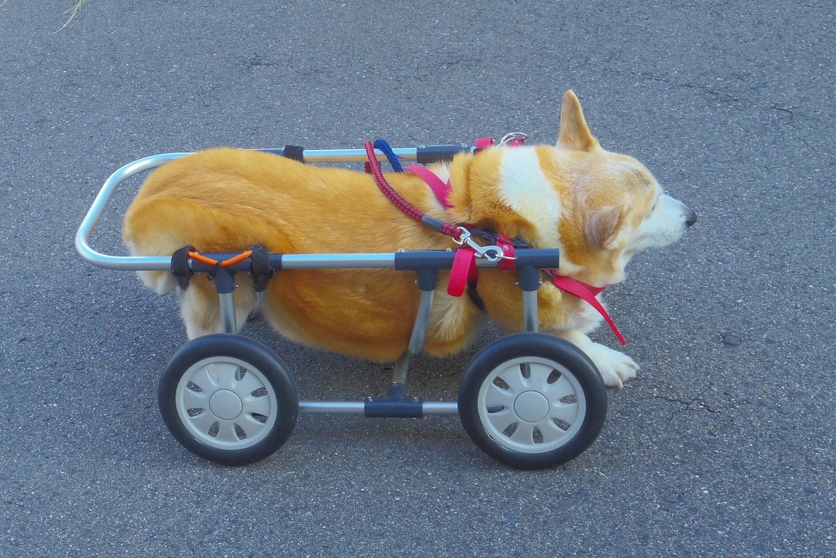 Buddy1957090828's tweet image. 『お散歩に向かいましょう』
では お散歩に向かいましょう。
#コーギー #corgi #Buddy君