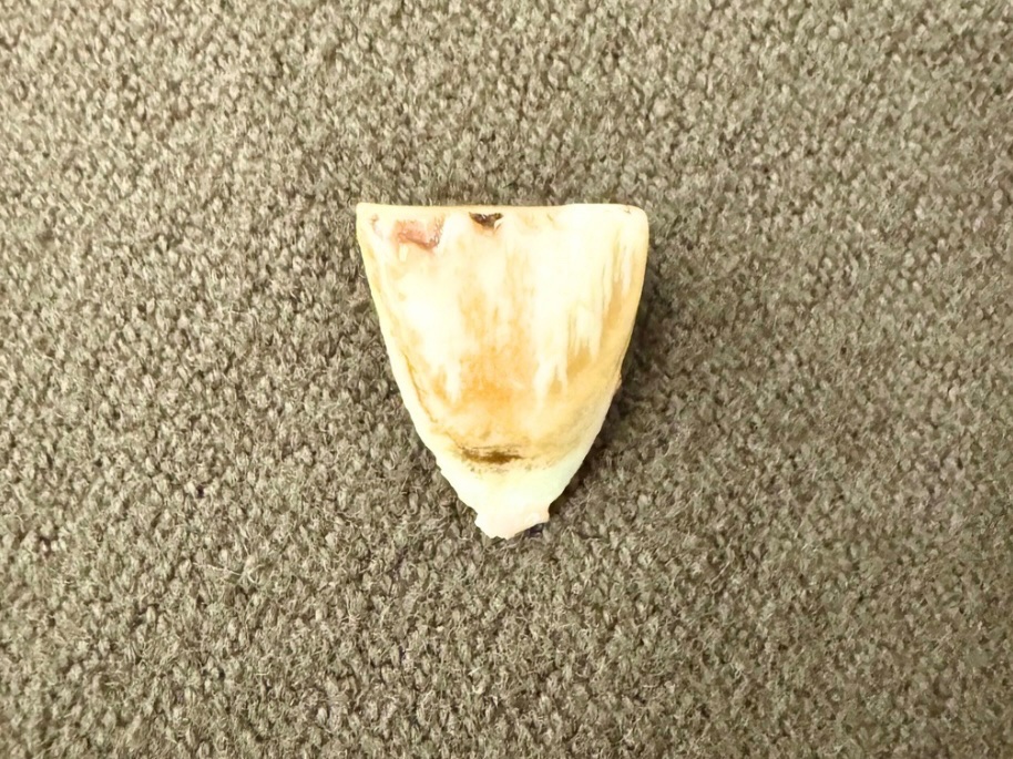 【公式】アオラキfamily tweet media