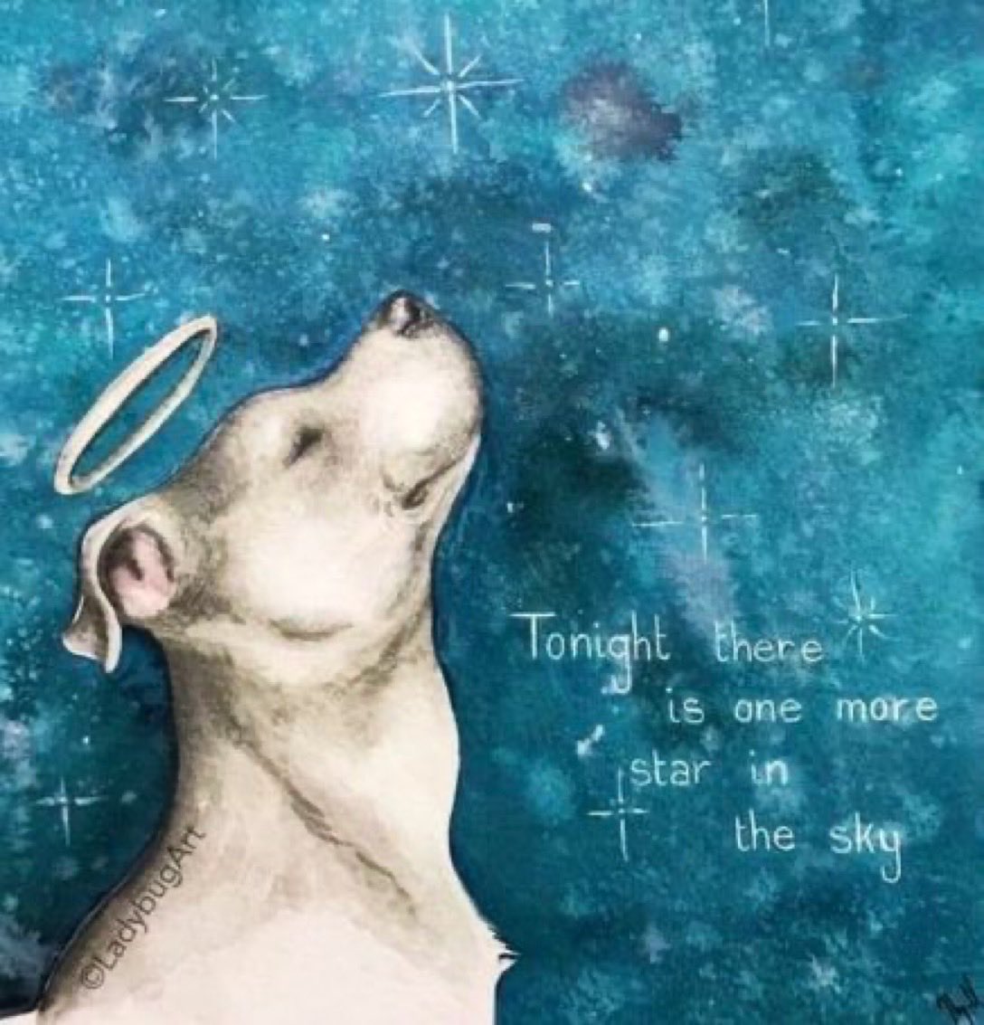 ltlfoot's tweet photo. @CanadianPenny1 ❤️🐾 #CanadianPenny https://t.co/oHLA8zTAxE