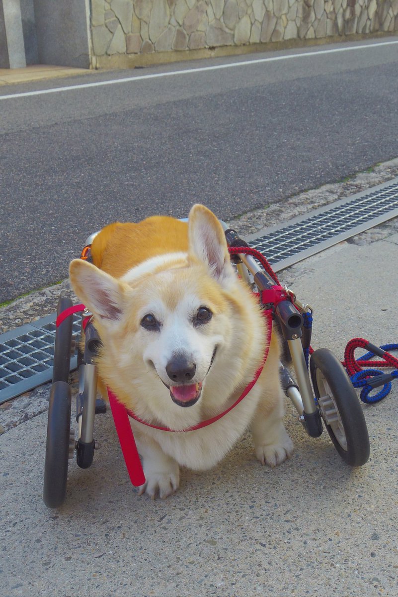 Buddy1957090828's tweet image. 『郵便局前に到着です』
郵便局前に到着です。
#コーギー #corgi #Buddy君