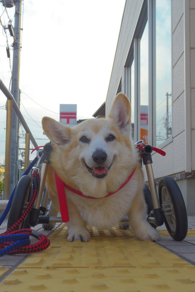Buddy1957090828's tweet image. 『郵便局前に到着です』
郵便局前に到着です。
#コーギー #corgi #Buddy君
