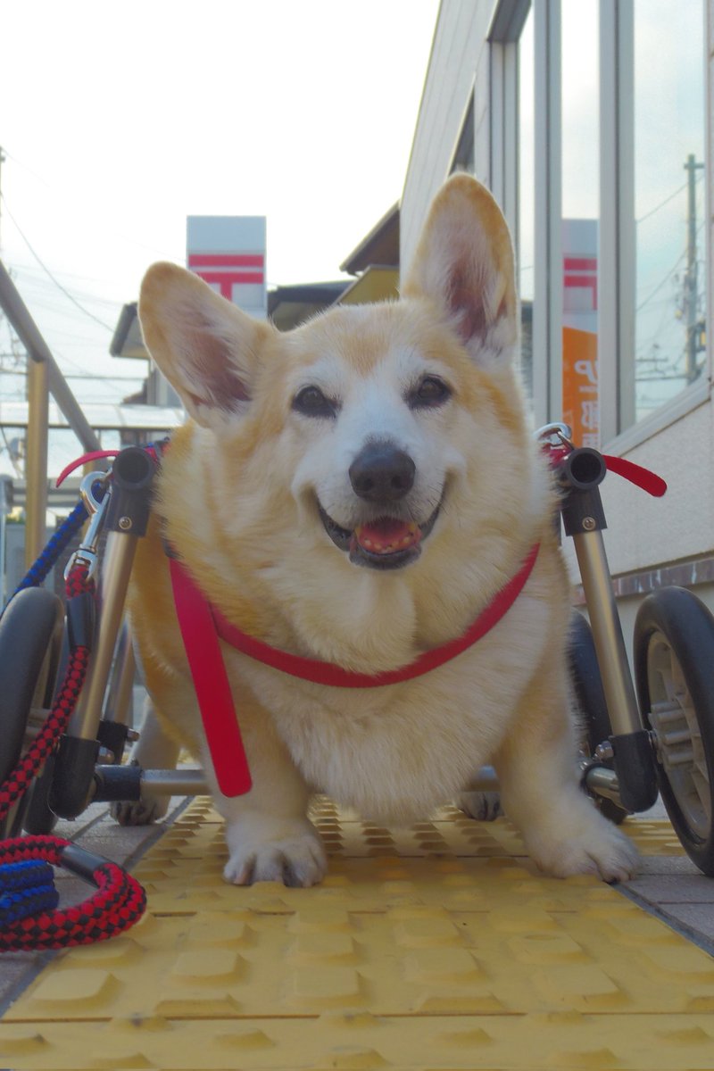 Buddy1957090828's tweet image. 『郵便局前に到着です』
郵便局前に到着です。
#コーギー #corgi #Buddy君