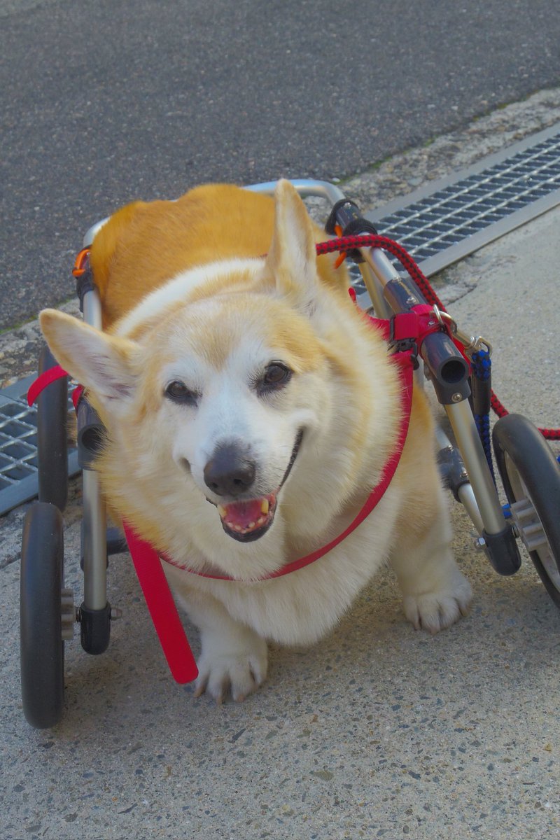Buddy1957090828's tweet image. 『郵便局前に到着です』
郵便局前に到着です。
#コーギー #corgi #Buddy君