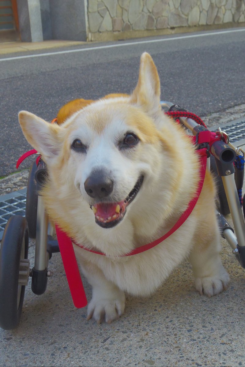 Buddy1957090828's tweet image. 『ニッコリさんと 真面目なお顔で』
お家に帰りましょう。
#コーギー #corgi #Buddy君