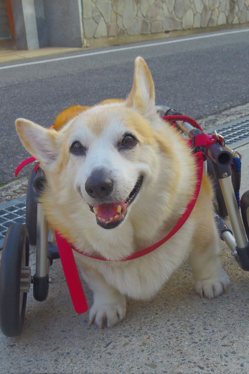 Buddy1957090828's tweet image. 『ニッコリさんと 真面目なお顔で』
お家に帰りましょう。
#コーギー #corgi #Buddy君