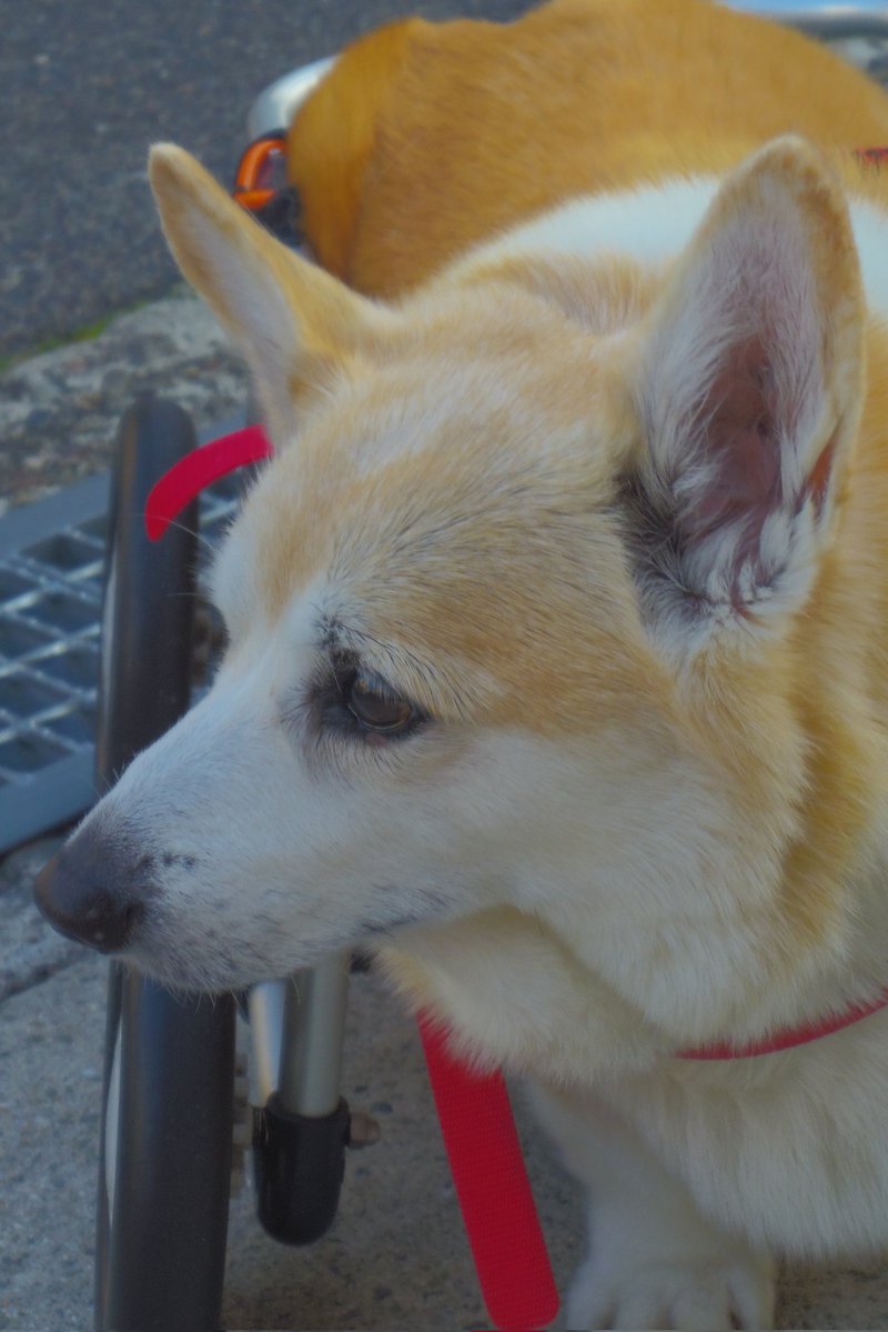 Buddy1957090828's tweet image. 『ニッコリさんと 真面目なお顔で』
お家に帰りましょう。
#コーギー #corgi #Buddy君