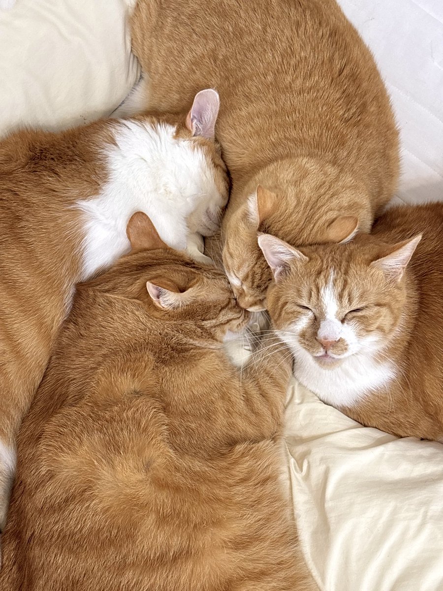 우동과 고명즈 tweet media