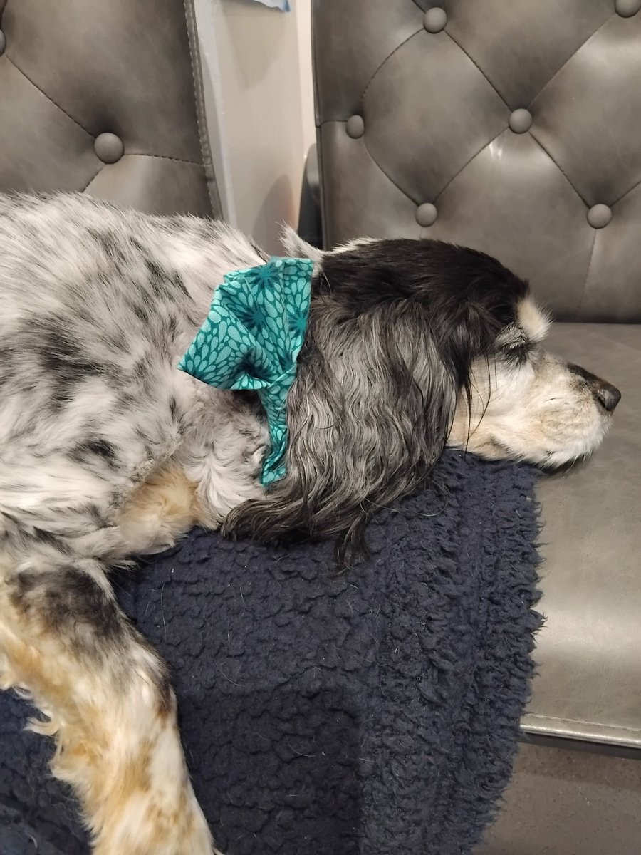 GYT_Amy's tweet photo. Staff Morale Officer Maisie is in the office today.
She's just having a wee power nap before interviewing for our new admin role, busy day ahead! https://t.co/3pEC3OjH8X