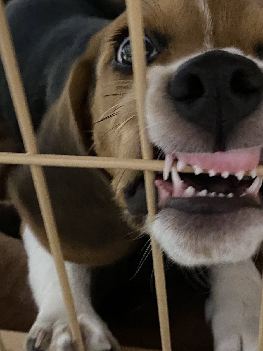 【バラ売り専門始めました】ポピー探検家☆ さま専用N-ストライク ALL ITEMS,OTHERS GOODS,TOY | 鷹の爪Online Store