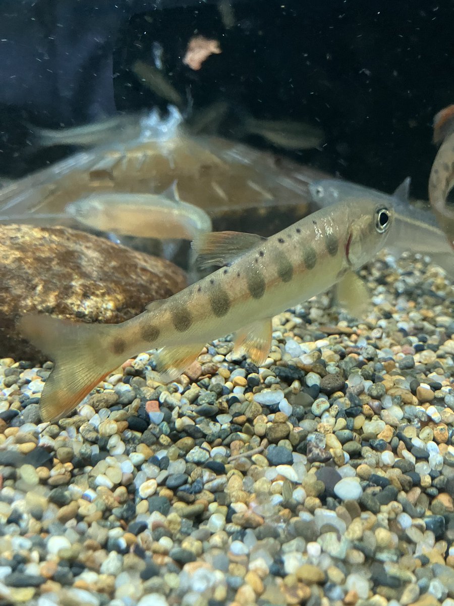 ヤマメ275chan4点まとめて ヤマメ