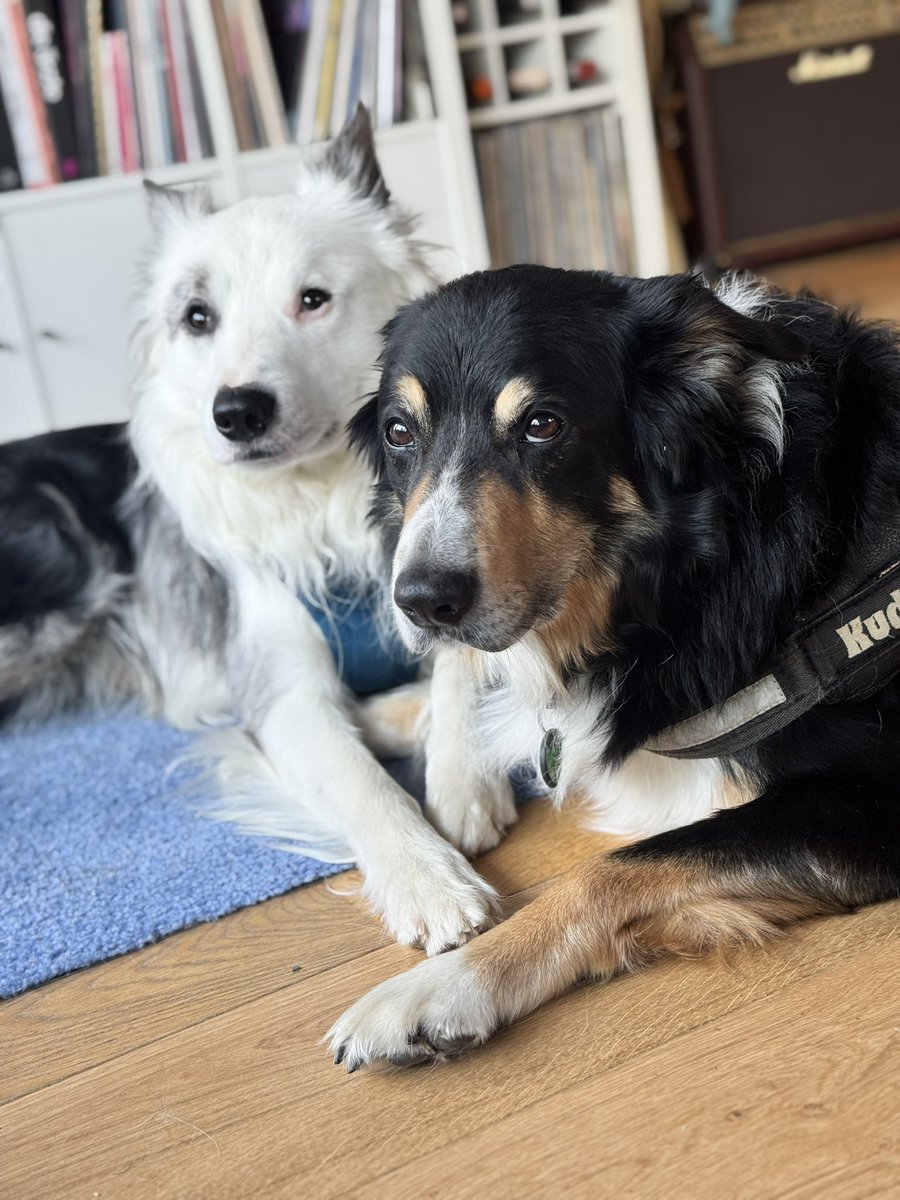 Ach <a href="/Nord_Seehund/">Kuddel</a> du fehlst uns. 💔

Aber ich muss mich täglich bei dir bedanken, deinen Erziehungsauftrag beim <a href="/Fiete_Seehund/">Landhai</a> hast du wirklich mit Bravour gemeistert.

Er zeigt mir täglich wie viel er von dir gelernt hat. Danke mein Herzensguter.