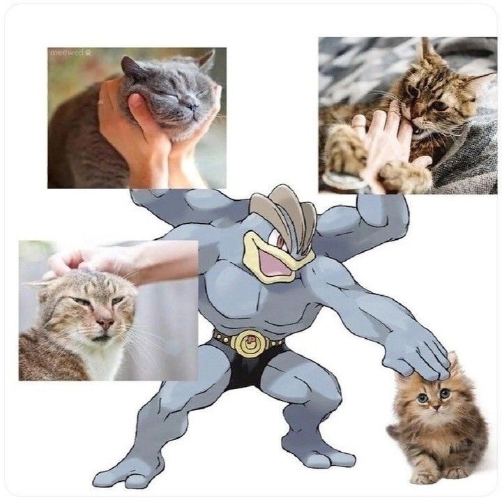 Posts Of Cats (@postsofcats) on Twitter photo 