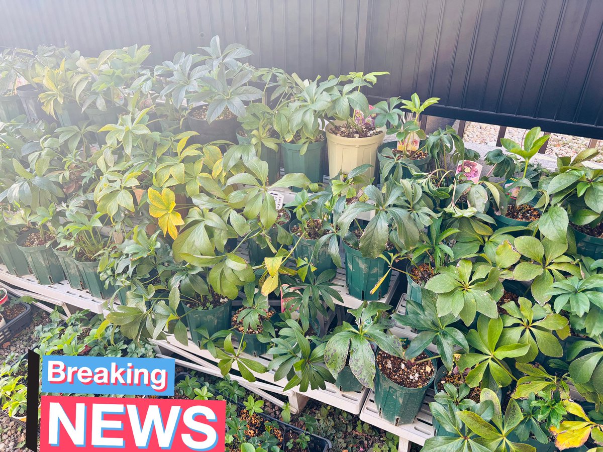 クリスマスローズ