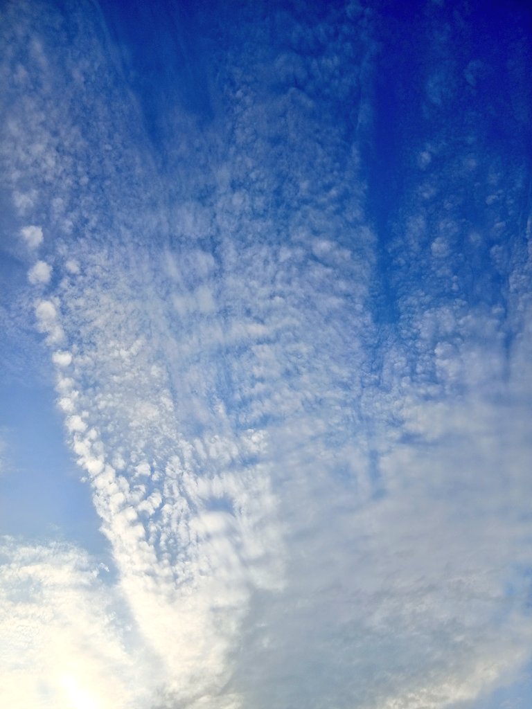 function_rikei's tweet image. アノマロカリスみたいやなぁぁっておもた