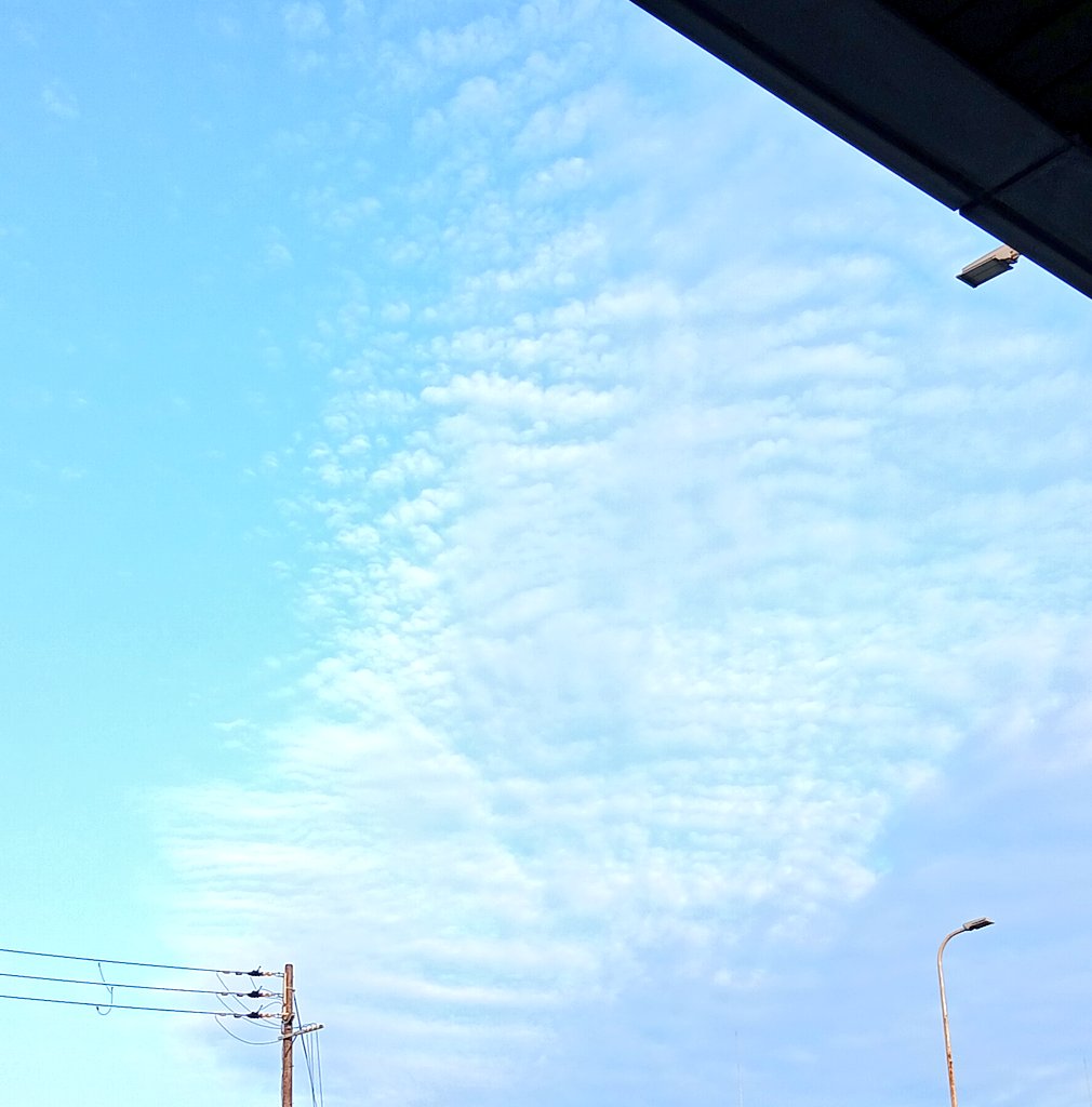 function_rikei's tweet image. アノマロカリスみたいやなぁぁっておもた