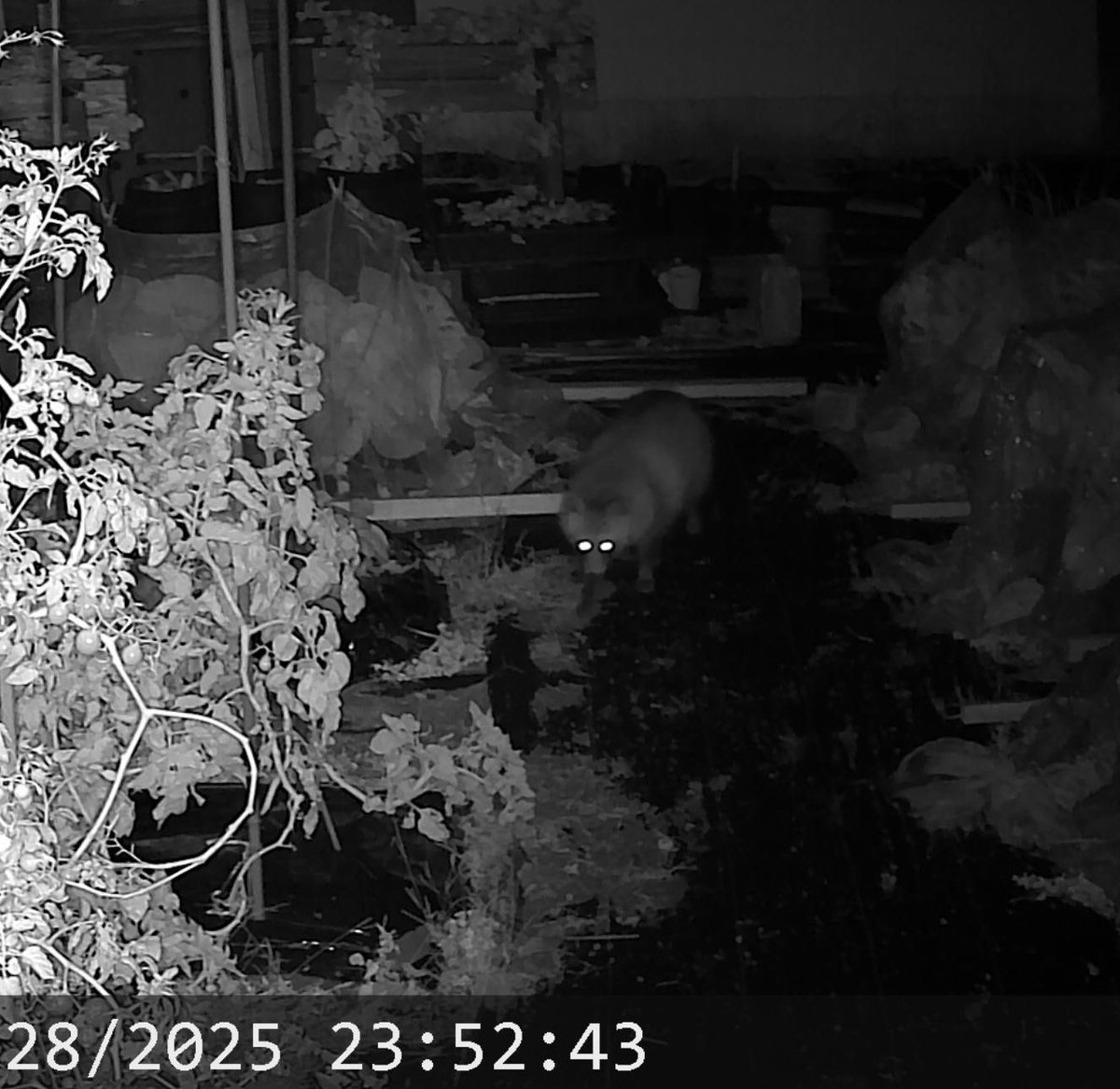 この子がフラッと遊びに来てくれなくなったら畑作業が楽しく無くなりそう。って位にはいつも可愛い。
たぬきときつねは夜中にしか来ないので、会った事は無い。
#地域猫