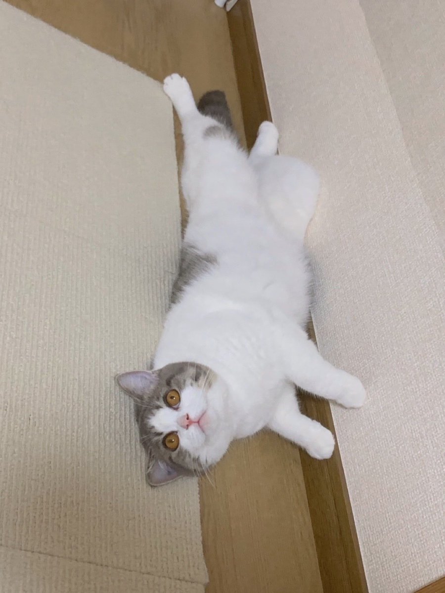 BvQdc74DaF3862's tweet image. 壁際が落ち着くにゃね😺！
#丸顔  #猫かわいいね
#猫好きさんと繋がりたい