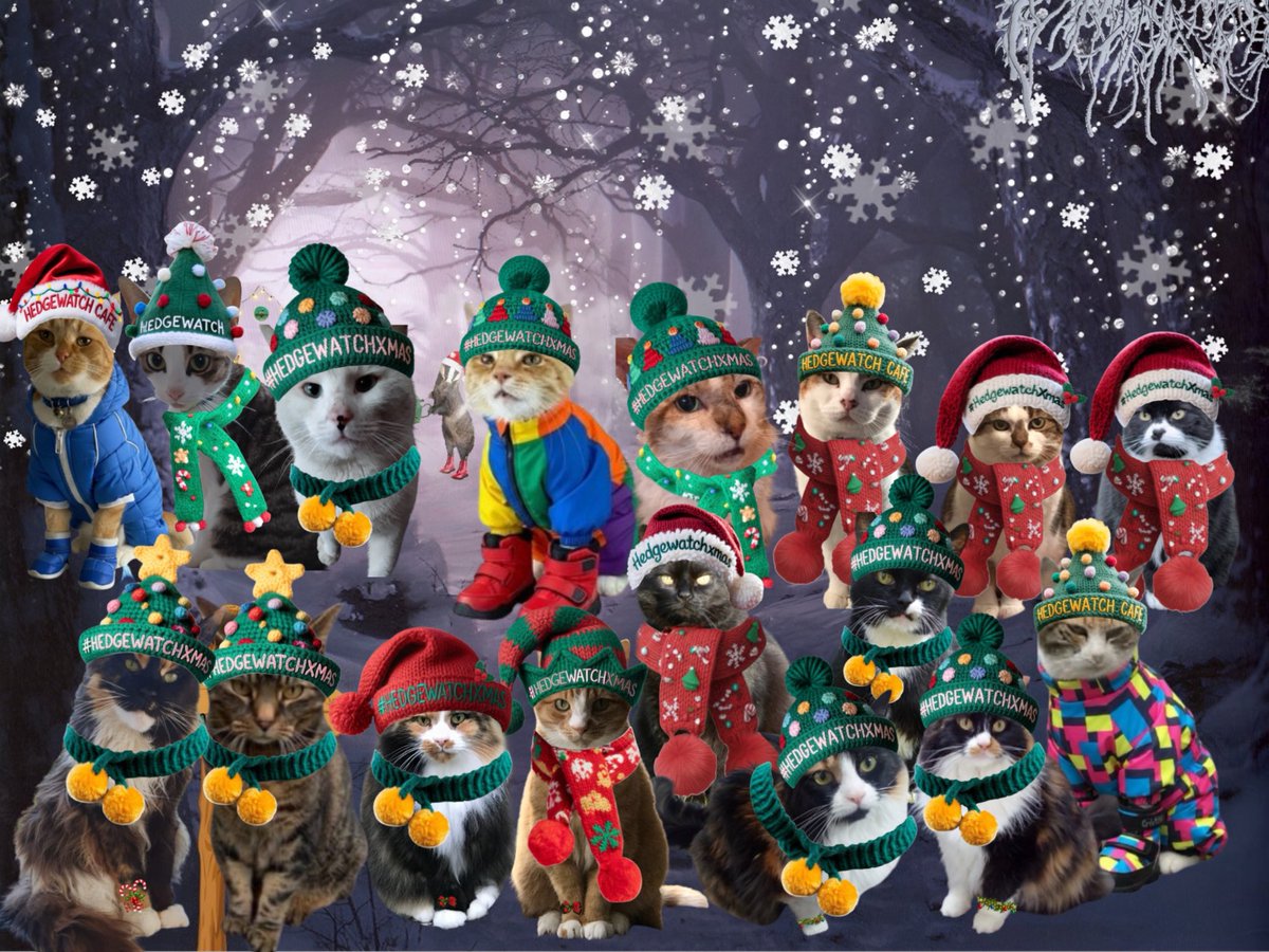 We’ve met up with some of our friends, everyone together!
OPEN THE DOOR ! 😻😻
#Hedgewatch #HedgewatchXmas 🎄☃️🎄