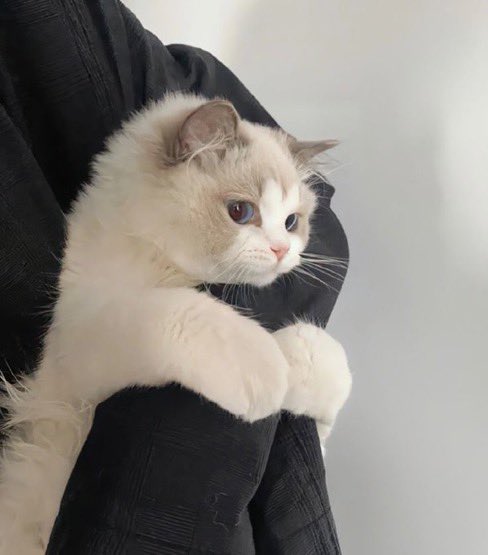 cutirabbit's tweet image. 