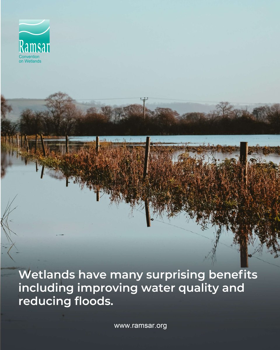RamsarConv's tweet image. 🌊 Wetlands provide homes for many endangered species, offer a lifeline for freshwater species and act as vital &apos;service stations&apos; for millions of migratory birds.

🐟 Many endemic species are found only in specific wetland areas. 40% of the worlds plants and animals depend on…