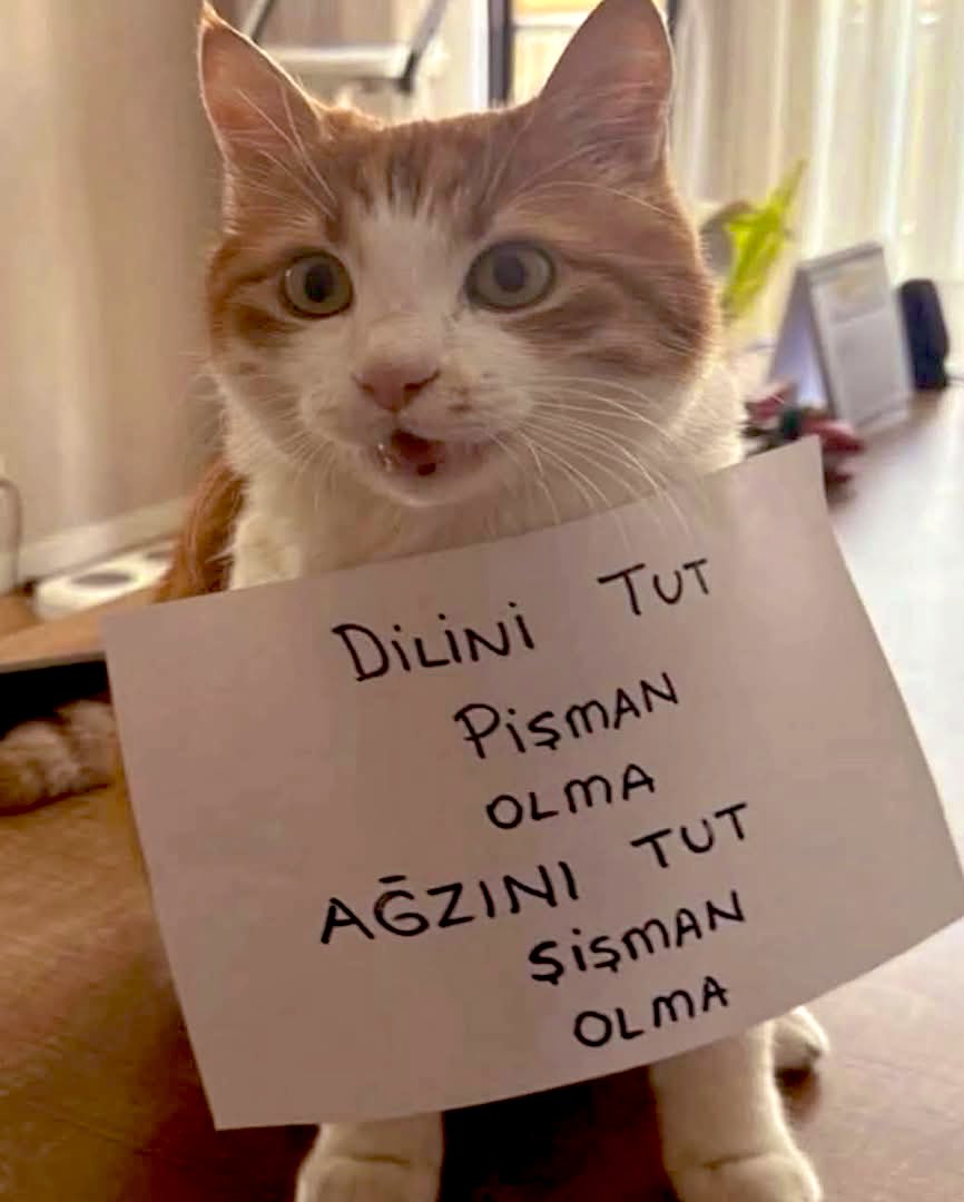 𝙇𝙖ç𝙞𝙣 tweet media