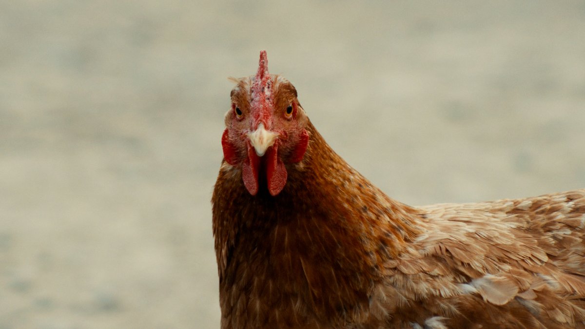 Ondori_movie's tweet image. ／
📣12/2(火)より見放題配信スタート
＼

お待たせいたしました🐓🐓💨
 
#おんどりの鳴く前に 見放題配信が本日12/2(火)よりスタート‼️
未見の方は2025年のベスト映画を決める前に🪓
すでにご覧いただいた方もぜひ今一度じっくりとご覧ください🐔

🎬配信プラットフォーム一覧…