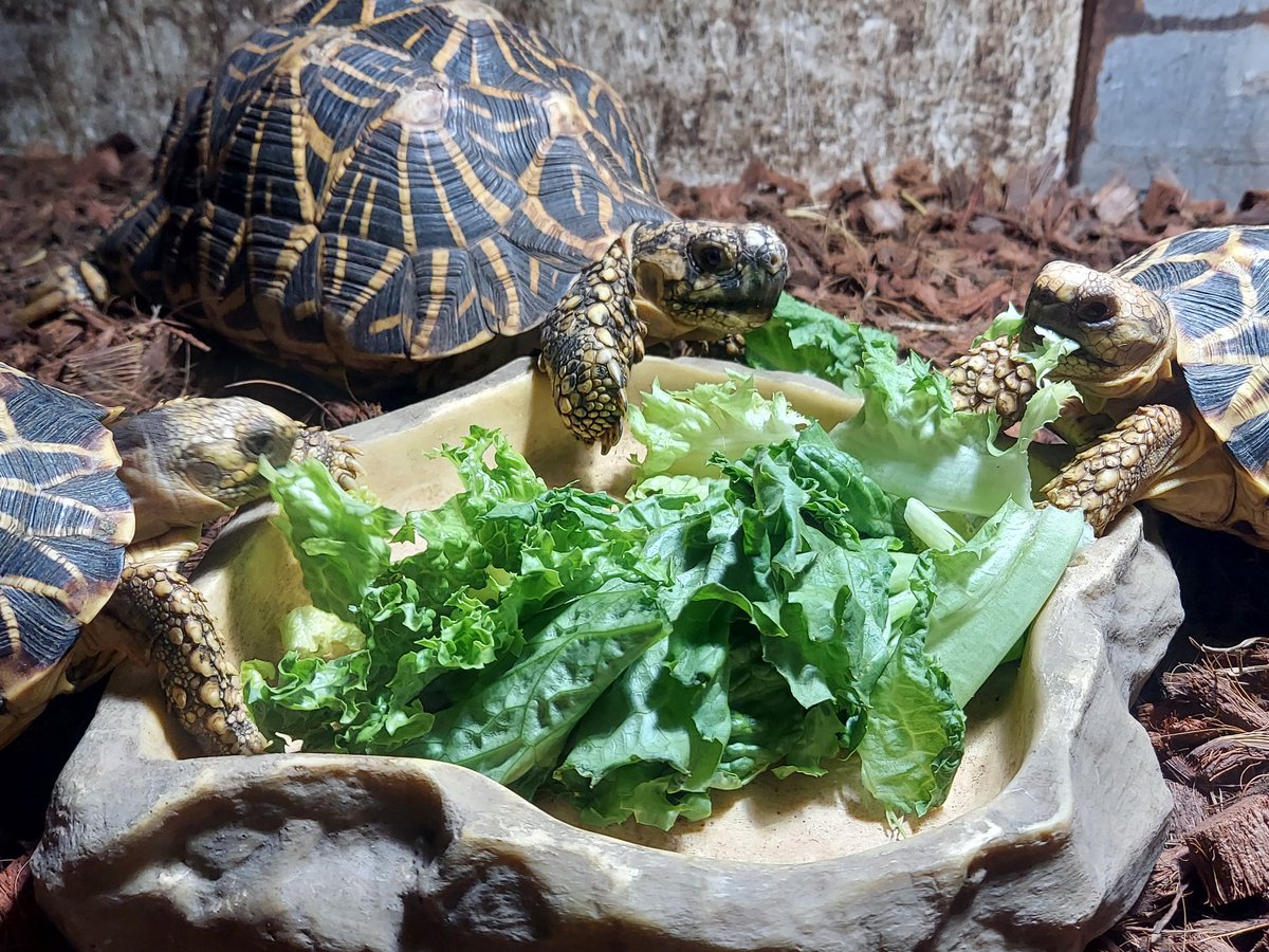 チビビルマとの共同生活だと見てても食べるようになってきた😁
初心に戻ってインドホシガメ飼育再開しました😁

グラマラスなので名前は《不二子》と言います😎
ゆくゆくはモッコリ♂️な冴羽獠も....笑