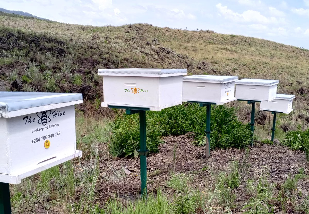 TheHiveLimited's tweet image. Successful installation of 100 #Langstroth hives at  #Naivasha, each with a unique hive #identification tag for easy  #tracking &amp;amp; #management. Boost your apiary's #productivity with our quality equipment &amp;amp; services.

Get yours today🐝

📞 +254706349748 
✉️beekeepers@thehive.co.ke