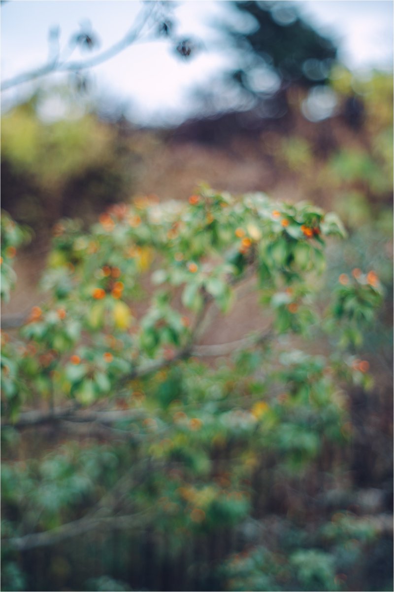 このシリーズは万人受けしないと思ってSNSに載せてなかったのですが、思いのほか反響があって驚いています。せっかくだから少しずつ撮り溜めていこうかな。