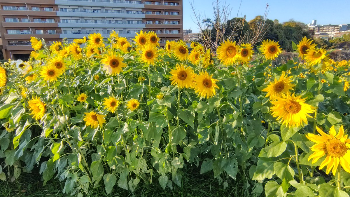 ひまわりページです•*¨*•.¸¸☆ ひまわり…