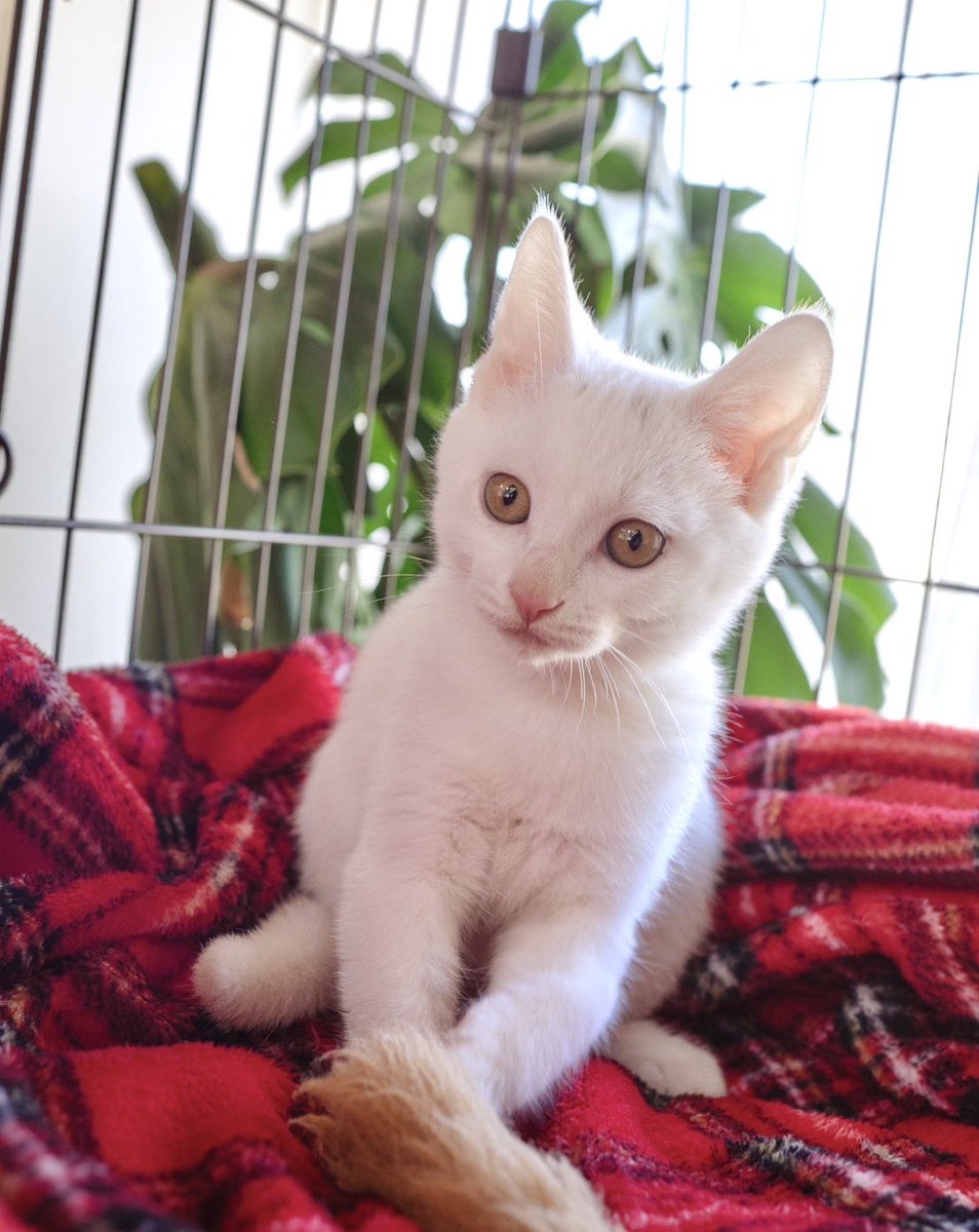 新潟動物ネットワーク tweet media