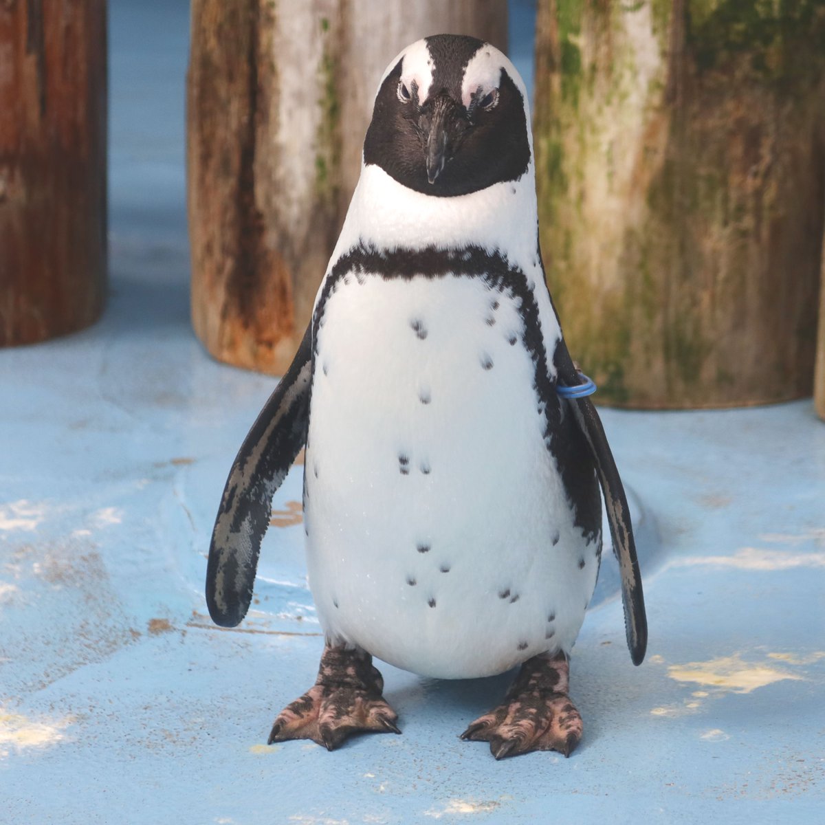 本日12月2日はケープペンギン「さくら」の、22歳のお誕生日です🎂 お
