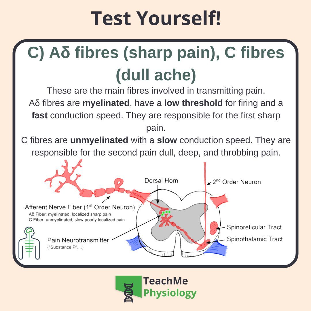 Did you get it right? ✅
Still, it can't hurt to learn more about how we experience pain 🩹

Check out our article on Pain Pathways 💔
shorturl.at/3yVdd

#TeachMePhysiology #physiology #education
